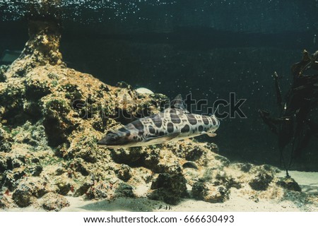 Leopard sharks (Triakis semifasciata) at the bottom of the sea. 