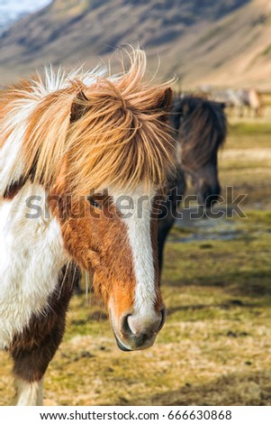 Icelandic horse in free nature