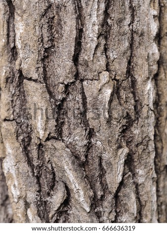 bark background texture pattern.