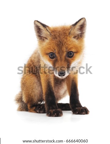 Little fox isolated on a white background.