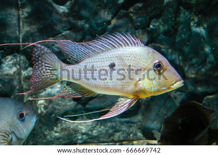 Eartheater Cichlid (Geophagus altifrons)