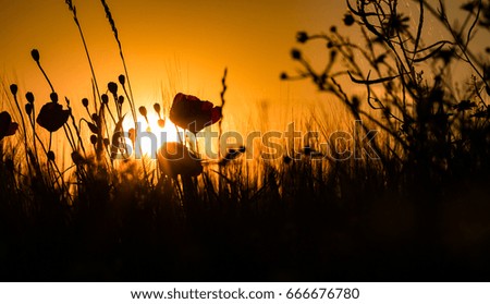 Sunset with its yellow/orange colors. In front of the picture, there are silhouettes of poppies, grass and chamomile. On the right side there is light on spider net.