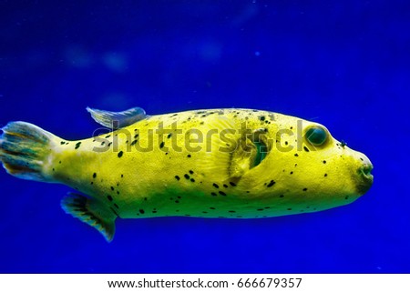 fugu fish in natural conditions Royalty-Free Stock Photo #666679357