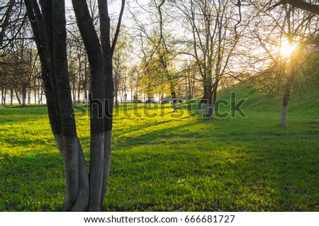 Green lawn with trees in park under sunny light landscape