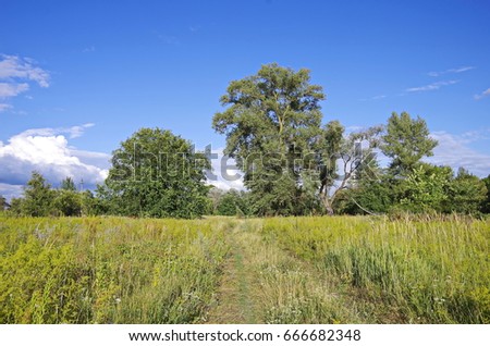 Group trees in the meadow with blue sky.