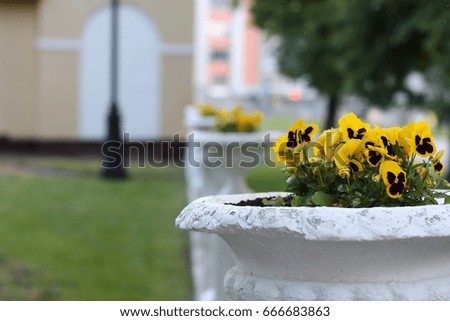 Yellow violets in a white flowerpot in a city landscape. Viola. Violaceae Family.