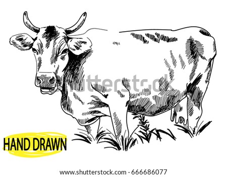 A cow in a grass field. Drawing by hand in vintage style. Children's drawing. A cow with an udder and horns stands in a field with tall grass. Milk.