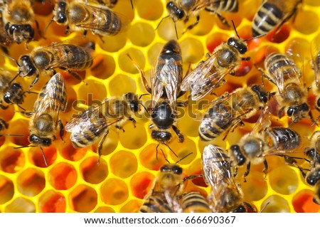 Mistress bee colonies. Queen bee is larger than worker bee. Queen bee surrounded by her workers.  Royalty-Free Stock Photo #666690367