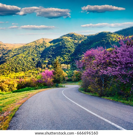 Blooming cherry tree in the mountain in Greece. Colorful spring view of the countryside, Kamena Vourla location. Beauty of nature concept background. Artistic style post processed photo.