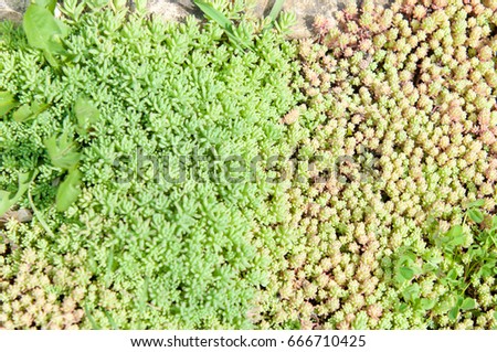 Texture, background, pattern. Sempervivum is a genus about varieties of flowering plants of the family Crassulaceae, commonly known as housewives. Other common names include liveforever