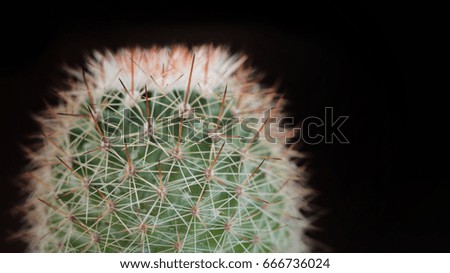 cactus black background.