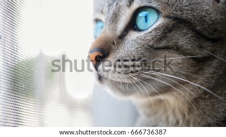 Thai cat, gray eyes, green nose, oranges looking out the window.