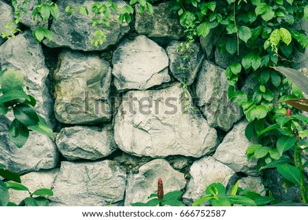 Stone wall with green plant.