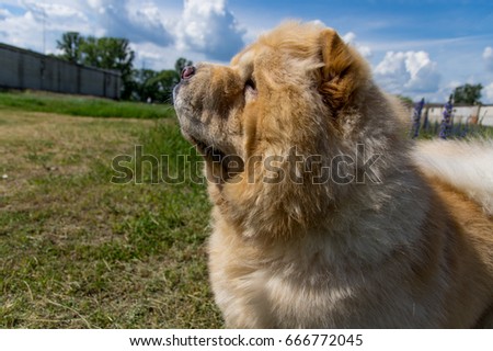 Dog chow-chow close-up, side profile.Yellow.