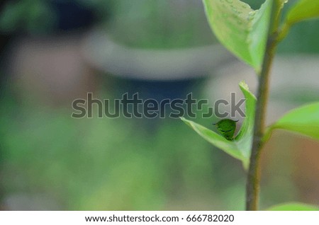 caterpillar on a green leaf