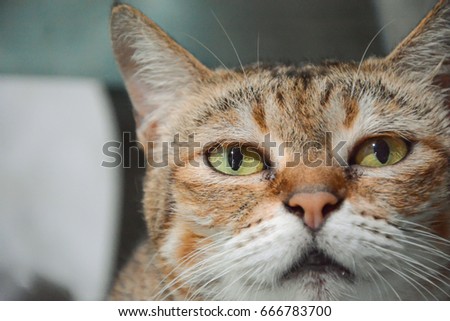 Close up portrait picture of brown little cat