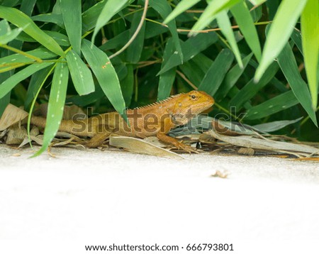Lizard on floor with bamboo leaf background
