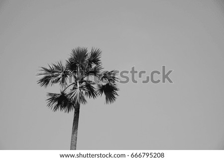 Retro Filtered Single Palm Tree