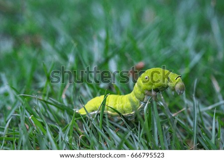 worm Caterpillar green grass