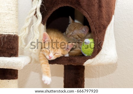 two cute kittens sleeping on cat tree at home