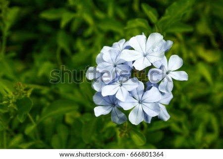 white flower in garden. close up and macro. with nature. high contrast image. selective focus.
