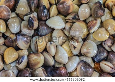 Fresh enamel venus shell (Meretrix lyrata) for sale at the seafood market. Meretrix is a genus of edible saltwater clams, marine bivalve molluscs in the family Veneridae, the Venus clams.
