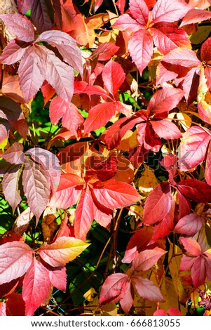 colorful foliage image of autumn leaves in red, yellow,violet,green and orange on a sunny bright day in intense colors