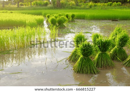A front selective focus picture of organic rice sprout in agriculture field.