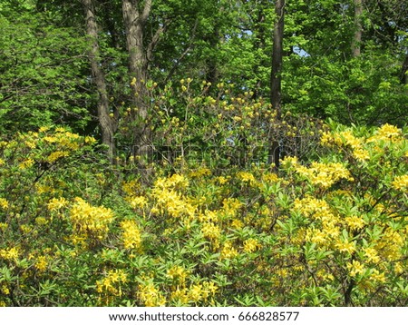 Thickets of yellow rhododendron