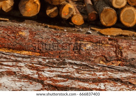 bark of tree. Natural background with patchwork pattern.