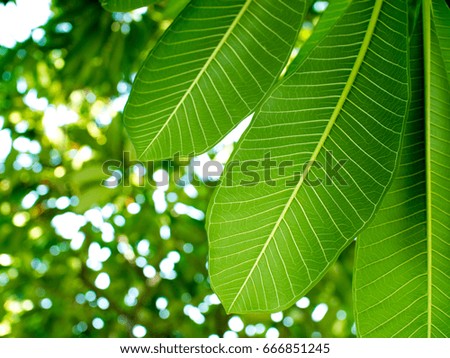 Green Leaves. Nature background.