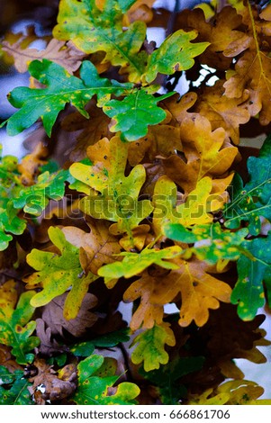 Autumnal colorful foliage image of fall oak tree  leaves with yellow,green and brown leaves on natural background on a sunny bright day in intense colors