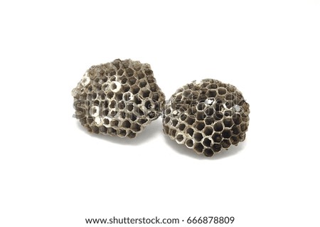Wasp honeycombs on a white background close up