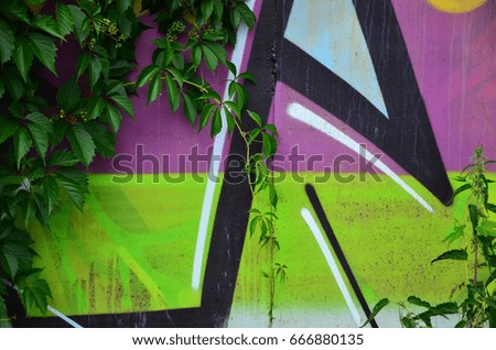 A detailed image of a colored graffiti drawing, which is overgrown in the thickets of ivy. Background street art picture