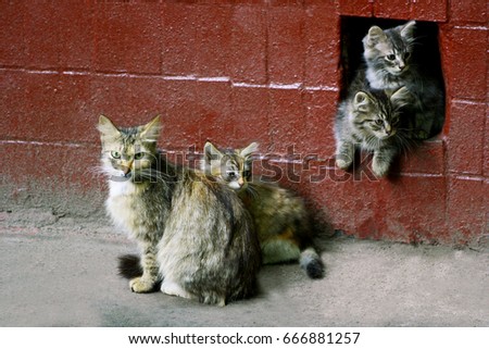 Homeless cats. A cat with little kittens sitting near the wall of the old house.Two kittens peeking out of the hole leading to the basement.