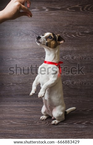 Cute dog standing on two legs begging food. Jack Russell Terrier in front of dark wooden background.