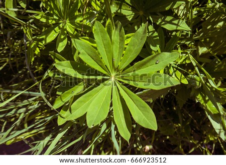 The picture of green forest foliage closeup