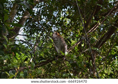 PENANG NATIONAL PARK (TAMAN NEGARA PULAU PINANG). FLORA AND FAUNA 