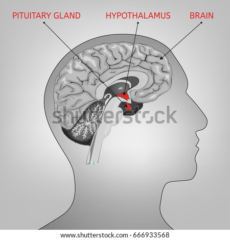 Human brain cross section schematic graphic illustration. Medical science educational image in black and white colours.