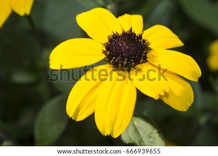 Rudbeckia  yellow big flower plant