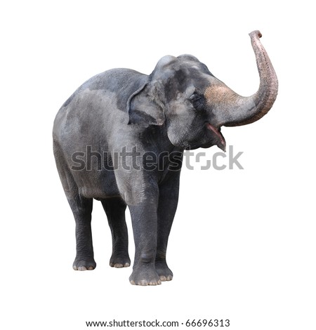 Elephant isolated against white background.