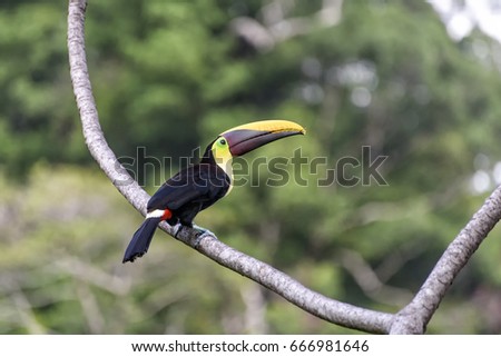 Toucan in the Corcovado national park in Costa Rica
