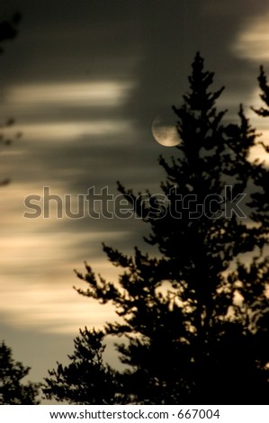 Full Moon : Moving Light and Tree silhouette : Halloween