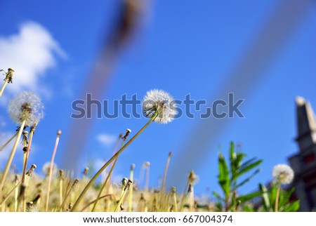 White fluffy dandelions in the city park against the background of the blue sky in good sunny day