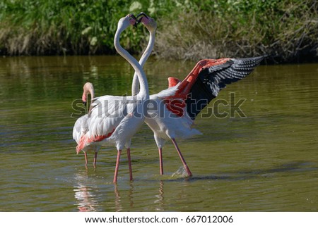 Flamingo flamingo