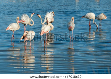 Flamingo flamingo