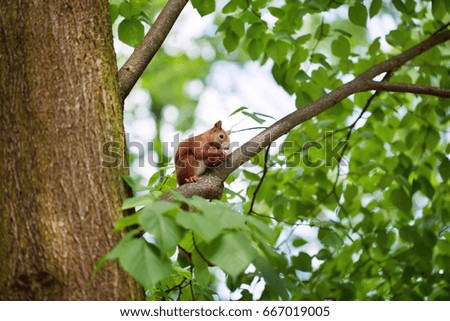Little funny squirrel eating a nut on a tree