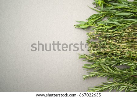 Fresh spicy herbs on a gray pastel background.
