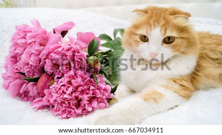 Scottish Fold and beautiful bouquet of peonies