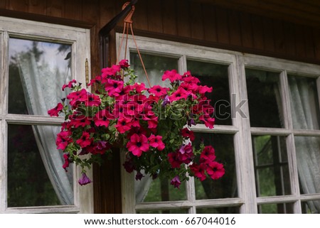 flowers petunia in hang basket close up photo on vintage country house window background
